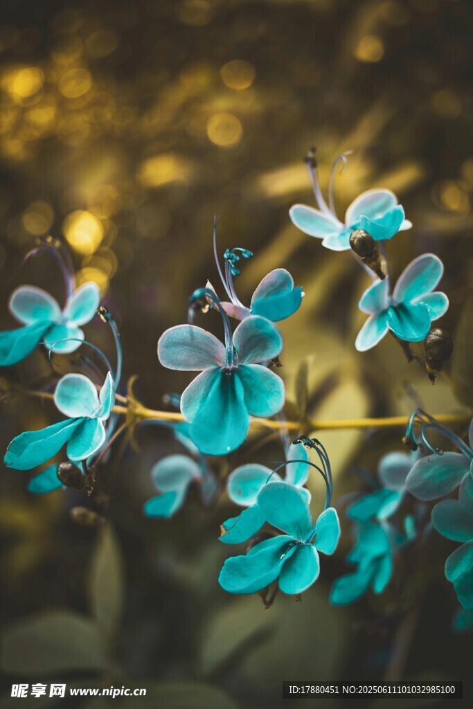 藍蝴蝶花