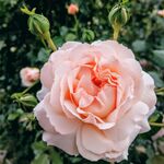 月季花