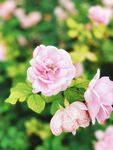 月季花