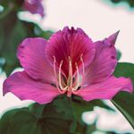 紫荊花
