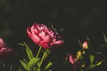 芍藥