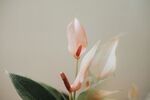 花燭