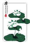 夏至荷花