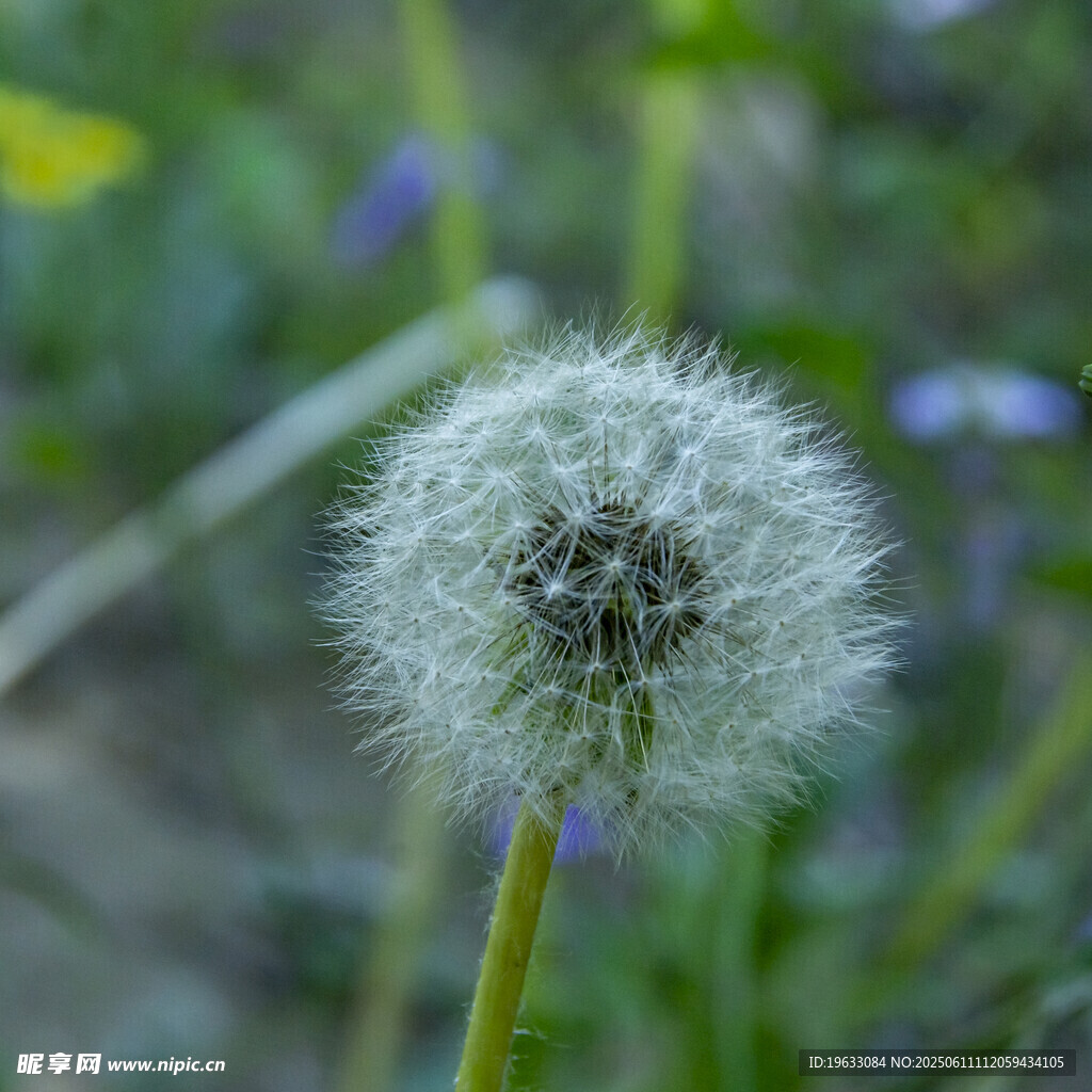 蒲公英特寫