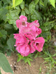 薔薇花