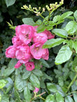 薔薇綻放
