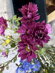 紫色菊花