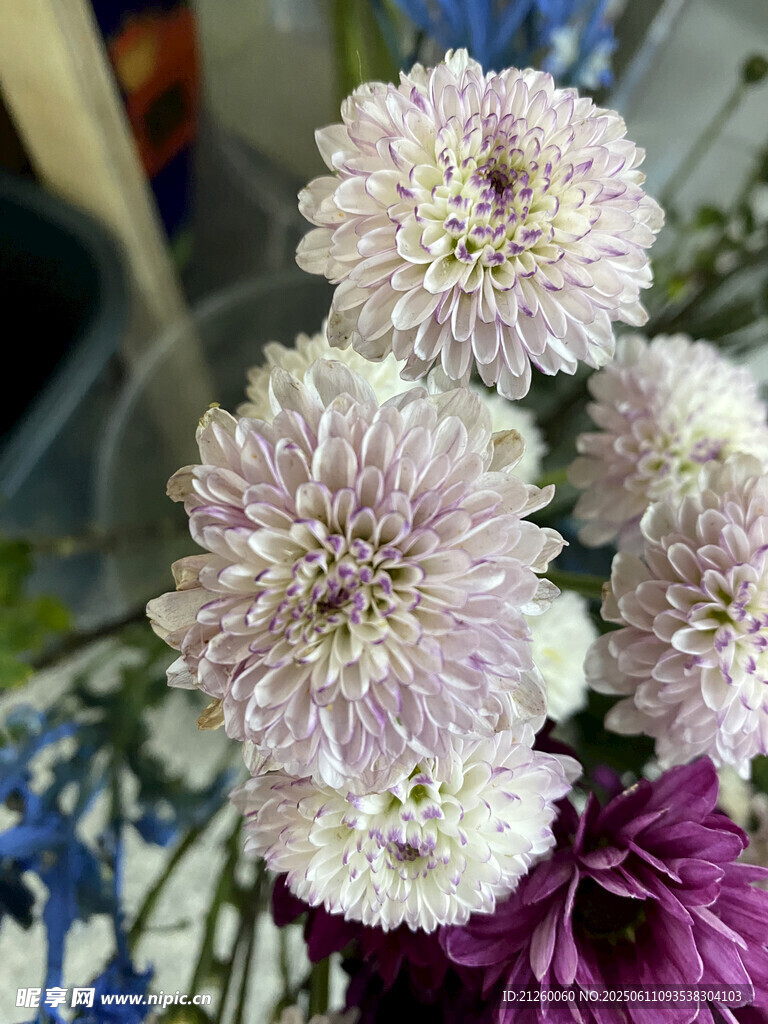 杭白菊