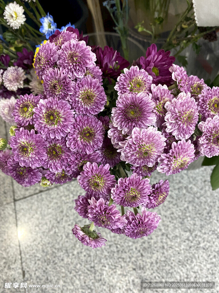 杭菊