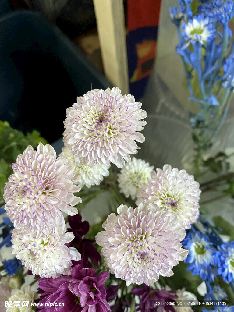 杭白菊花