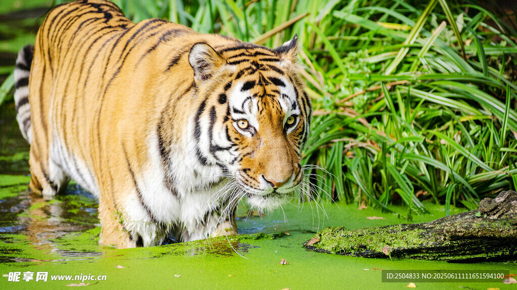 水中漫步的斑斕猛虎