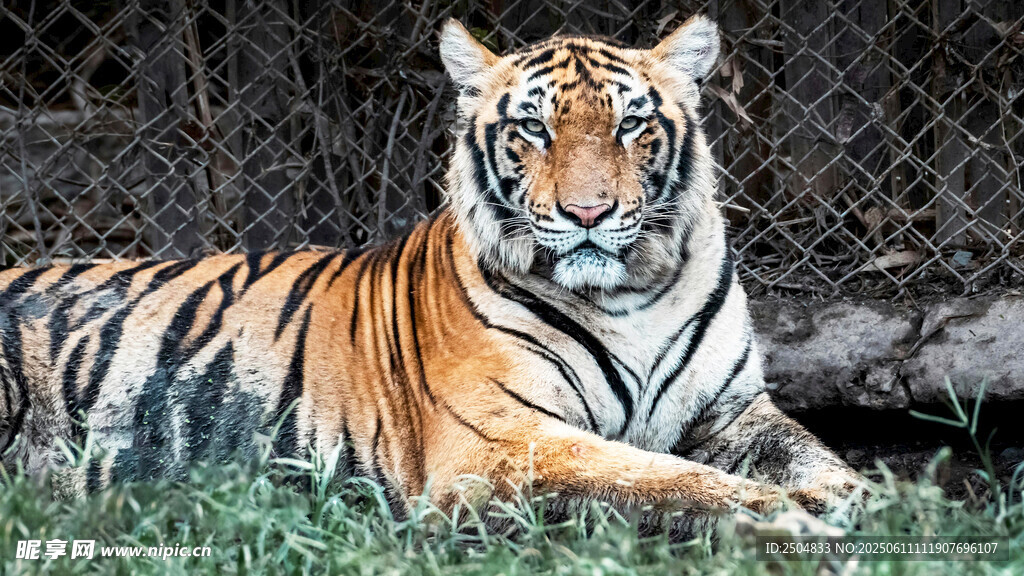 籠中休憩的斑斕猛虎