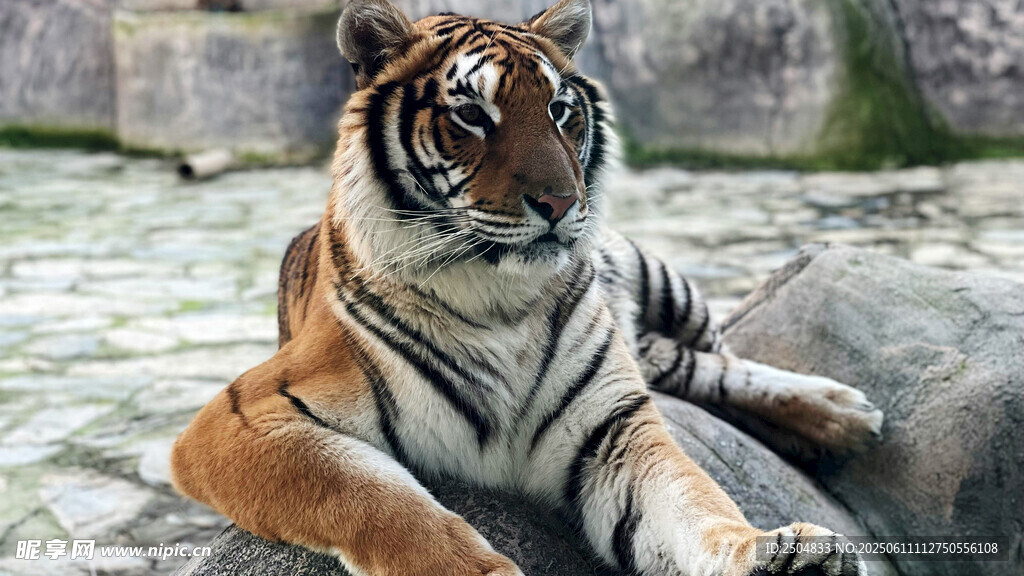 臥地休憩的斑斕猛虎