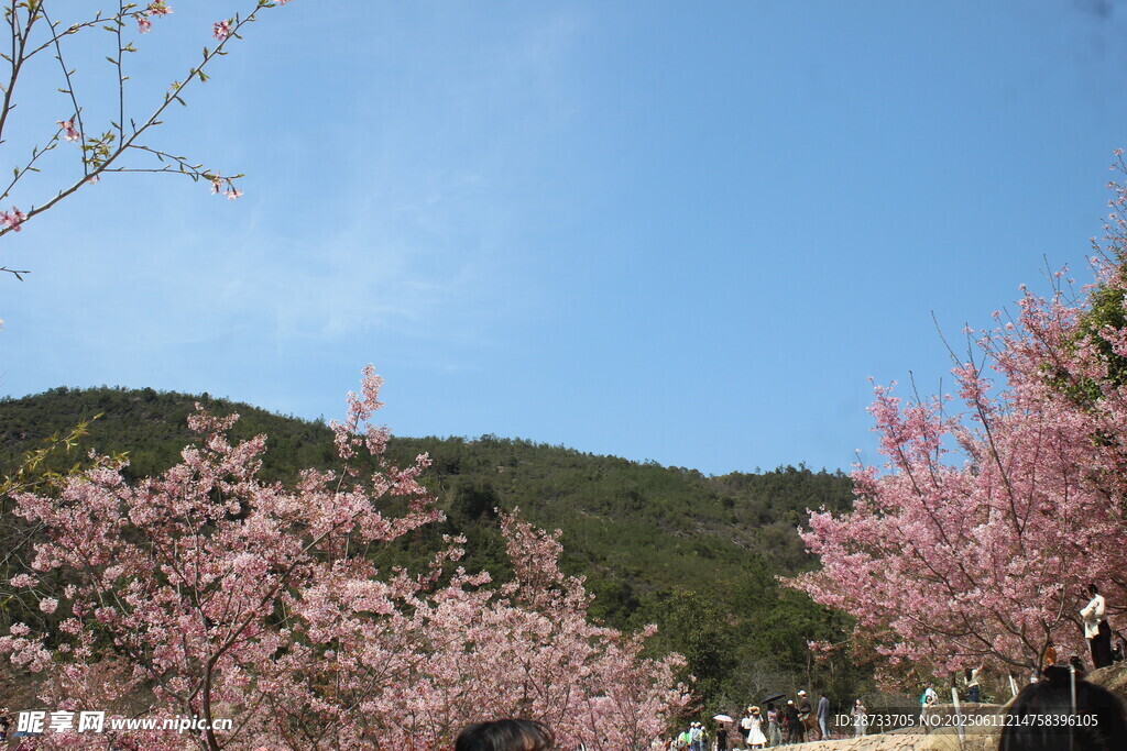 櫻花園