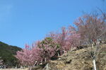 櫻花園