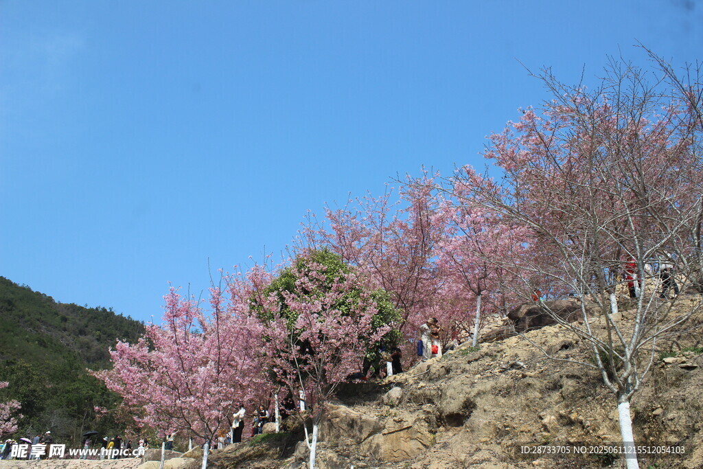 櫻花園