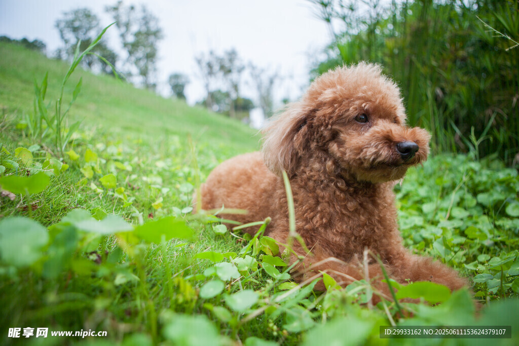 草地上的棕色泰迪犬