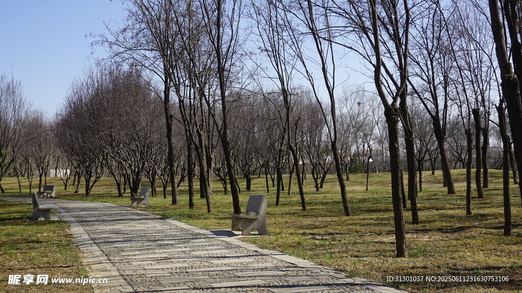 林間小徑冬日蕭瑟之景