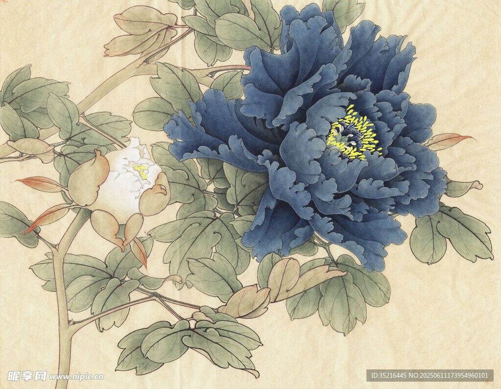 藍(lán)牡丹花卉圖