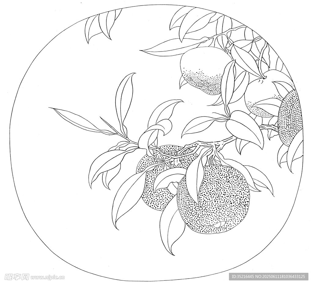 圓形柑橘枝葉線描圖