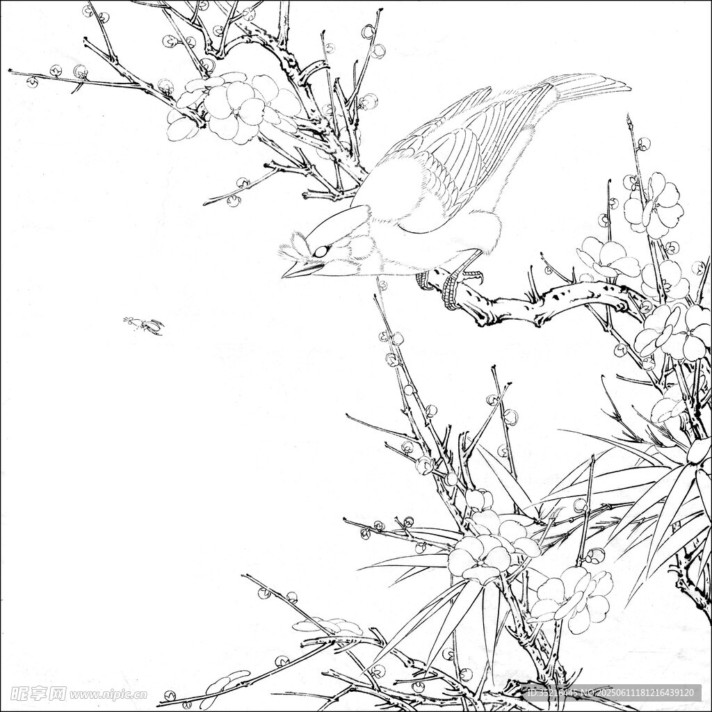 枝頭小鳥素描圖