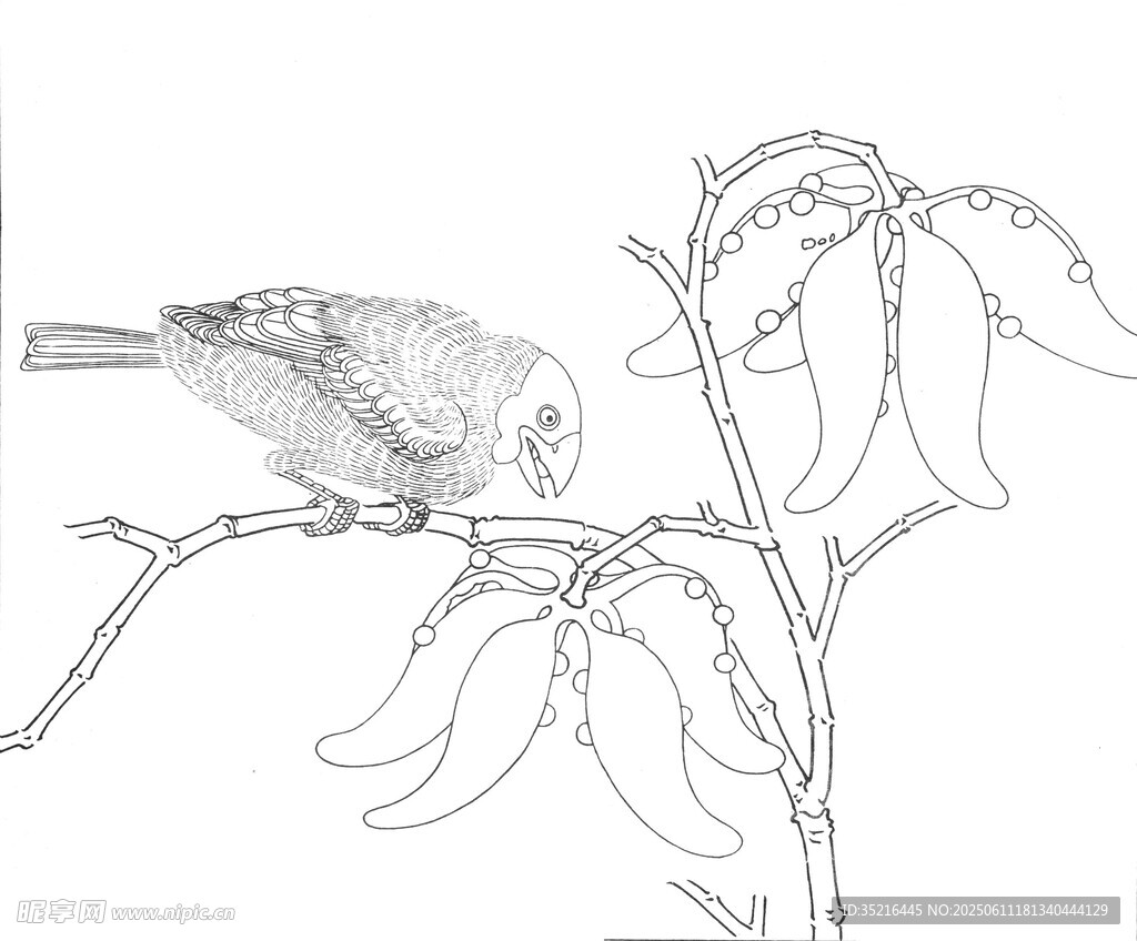 枝頭小鳥素描圖