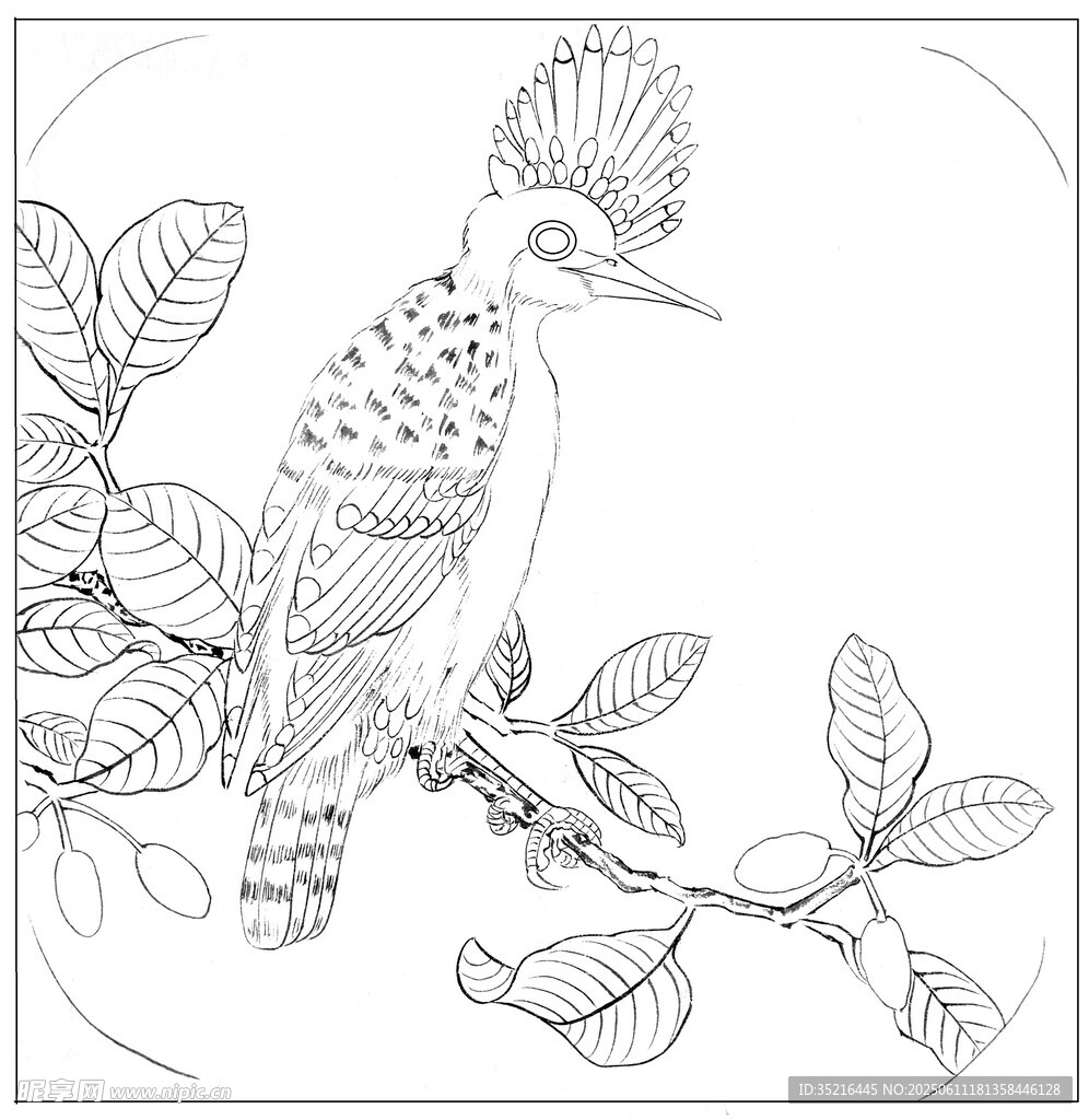 枝頭翠鳥線描圖