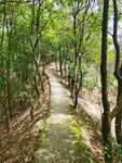 斑駁小徑