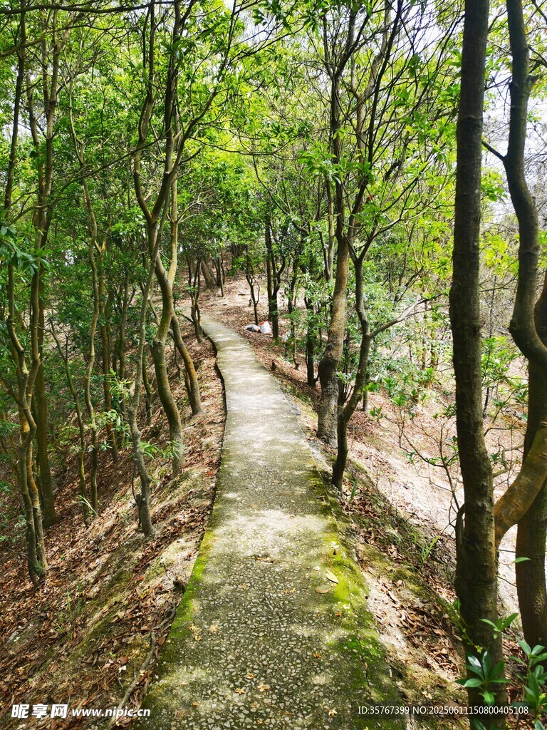 斑駁小徑