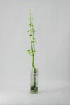 玻璃瓶中綠植清新雅致