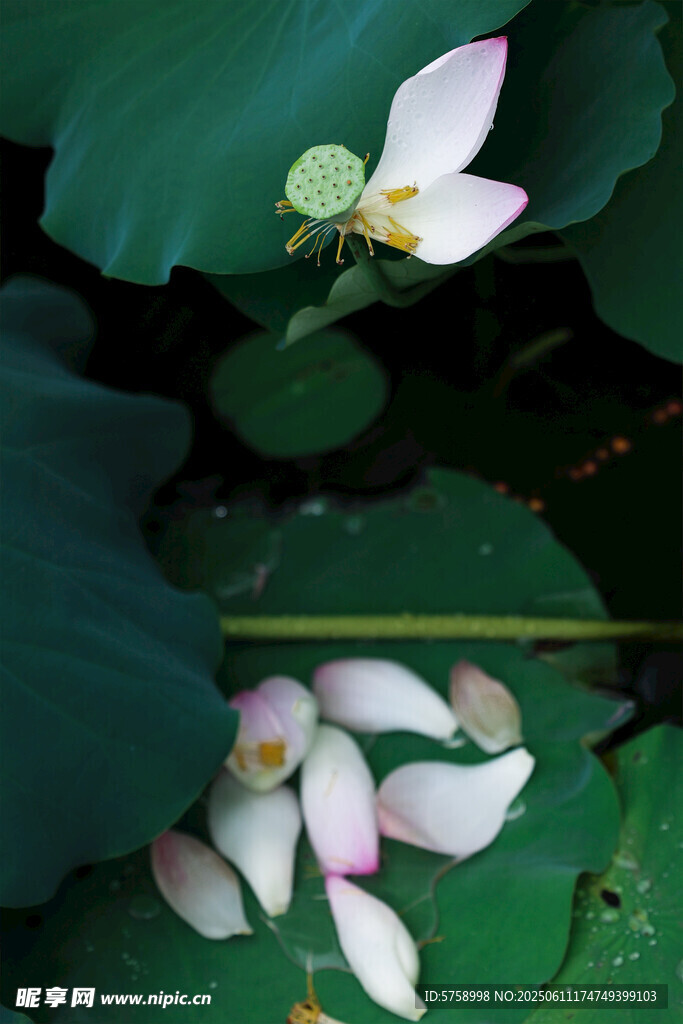 殘荷
