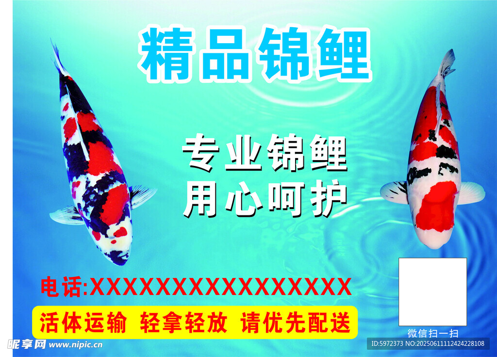 精品錦鯉活體配送