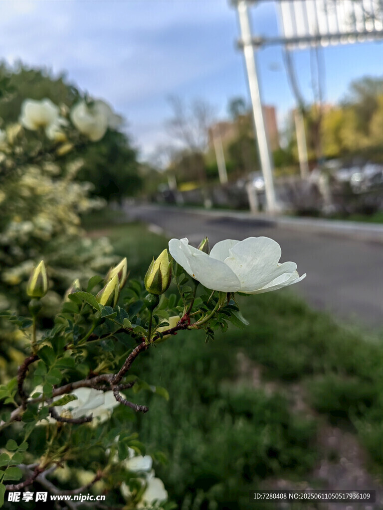 路邊綻放的白色花朵