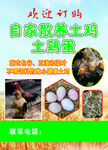 農家散養土雞蛋新鮮美味