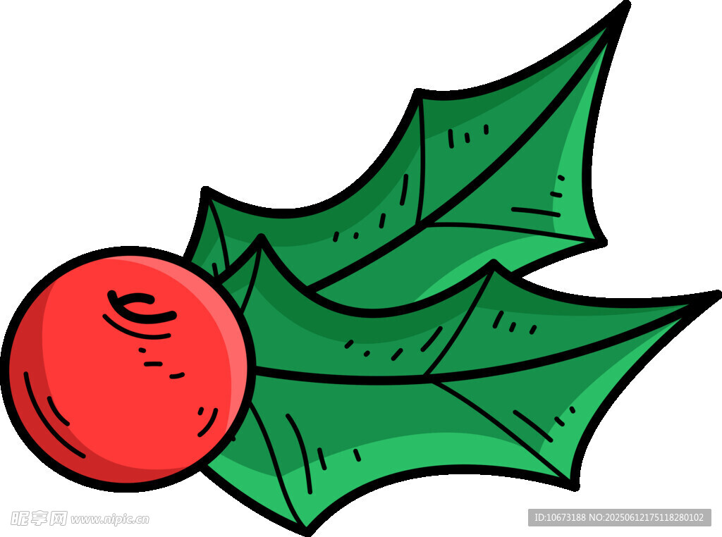 冬青紅果插畫