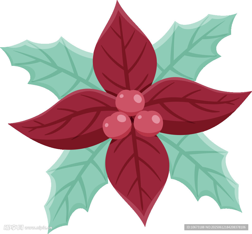圣誕一品紅花卉插畫