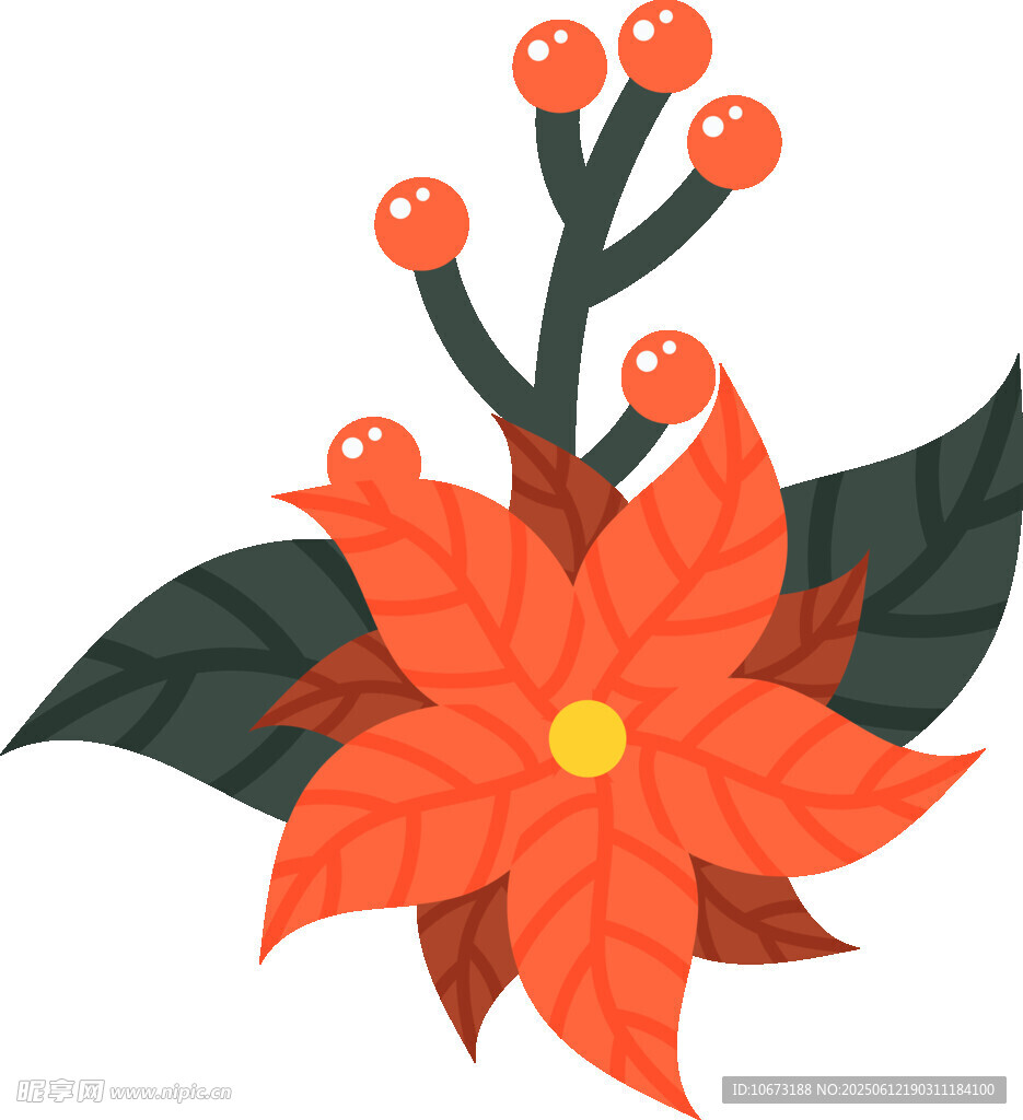圣誕一品紅花卉插畫