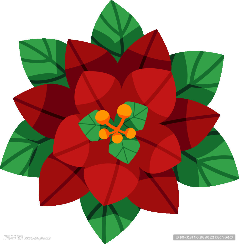 一品紅花卉插畫