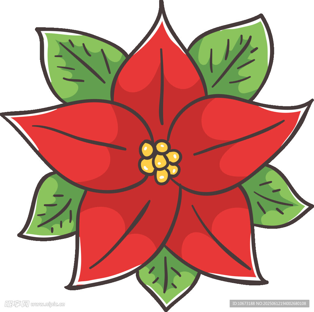 紅色一品紅花卉插畫