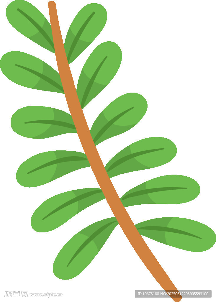 綠色羽狀葉片插畫