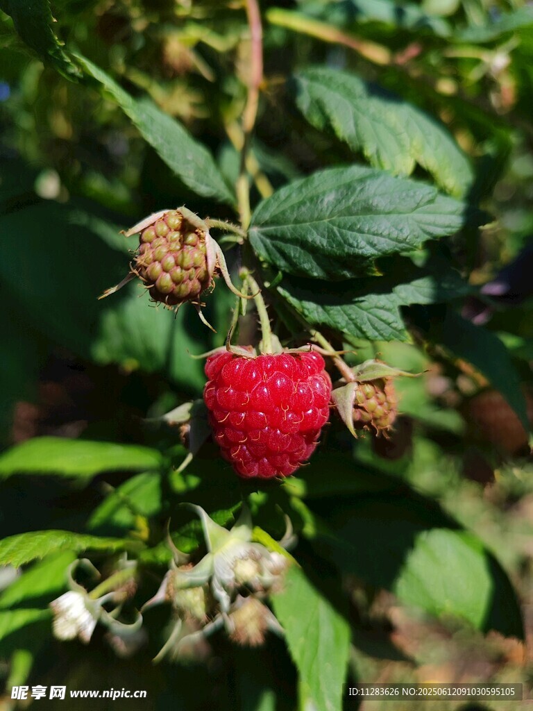成熟樹莓掛于綠葉間