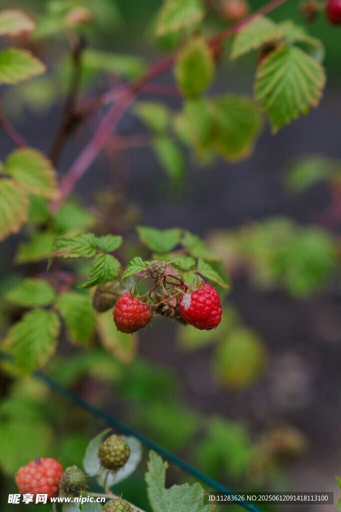 枝頭紅樹莓