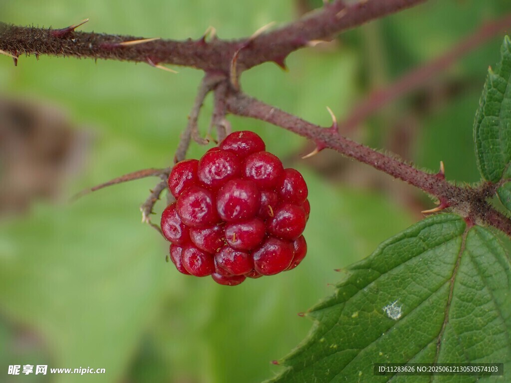枝頭紅果