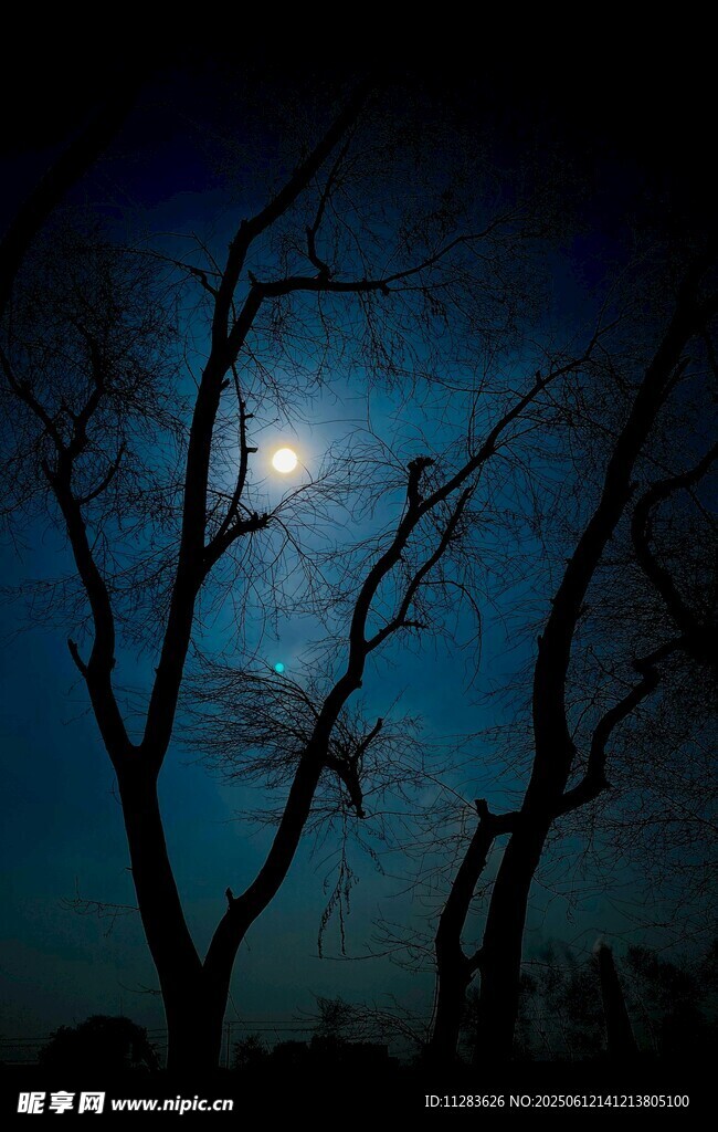 月夜下的枯樹剪影