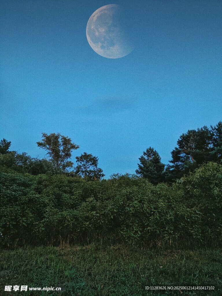 夜幕下的彎月與蔥郁樹林