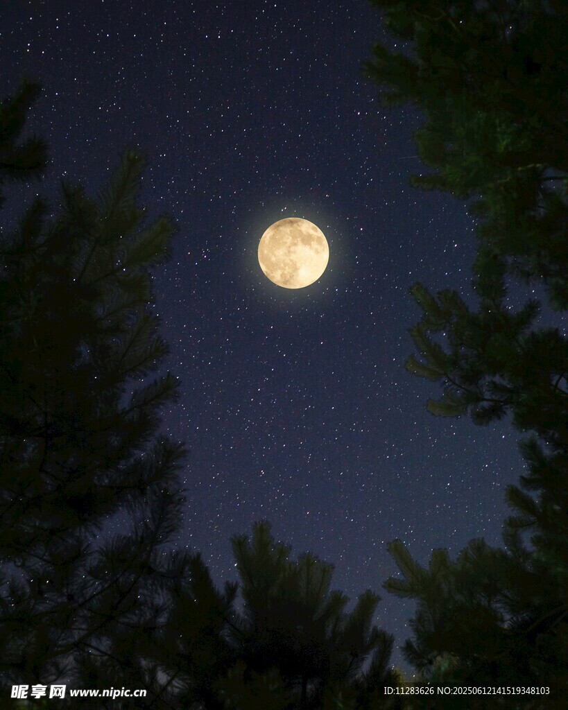 月夜下的樹梢與明亮圓月