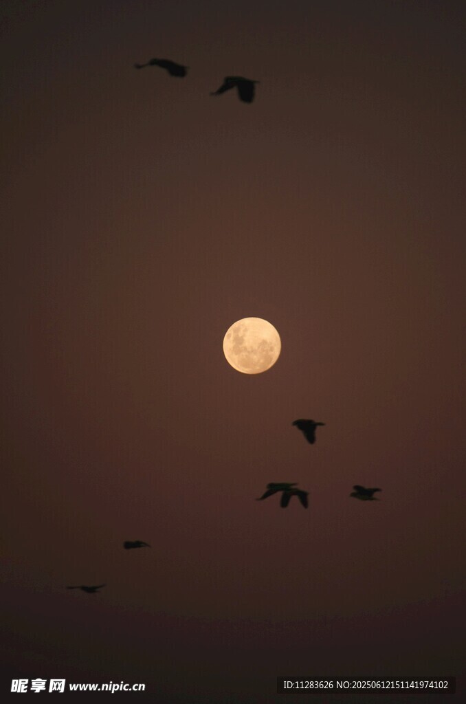 月夜飛鳥圖