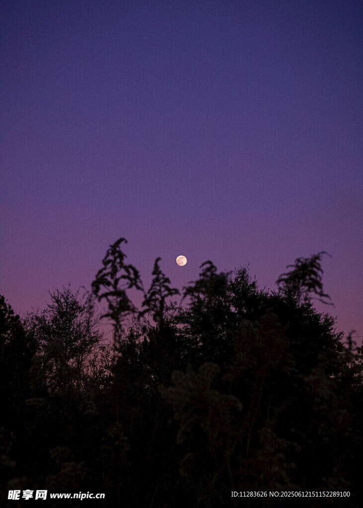 夜幕下樹梢間的朦朧月色