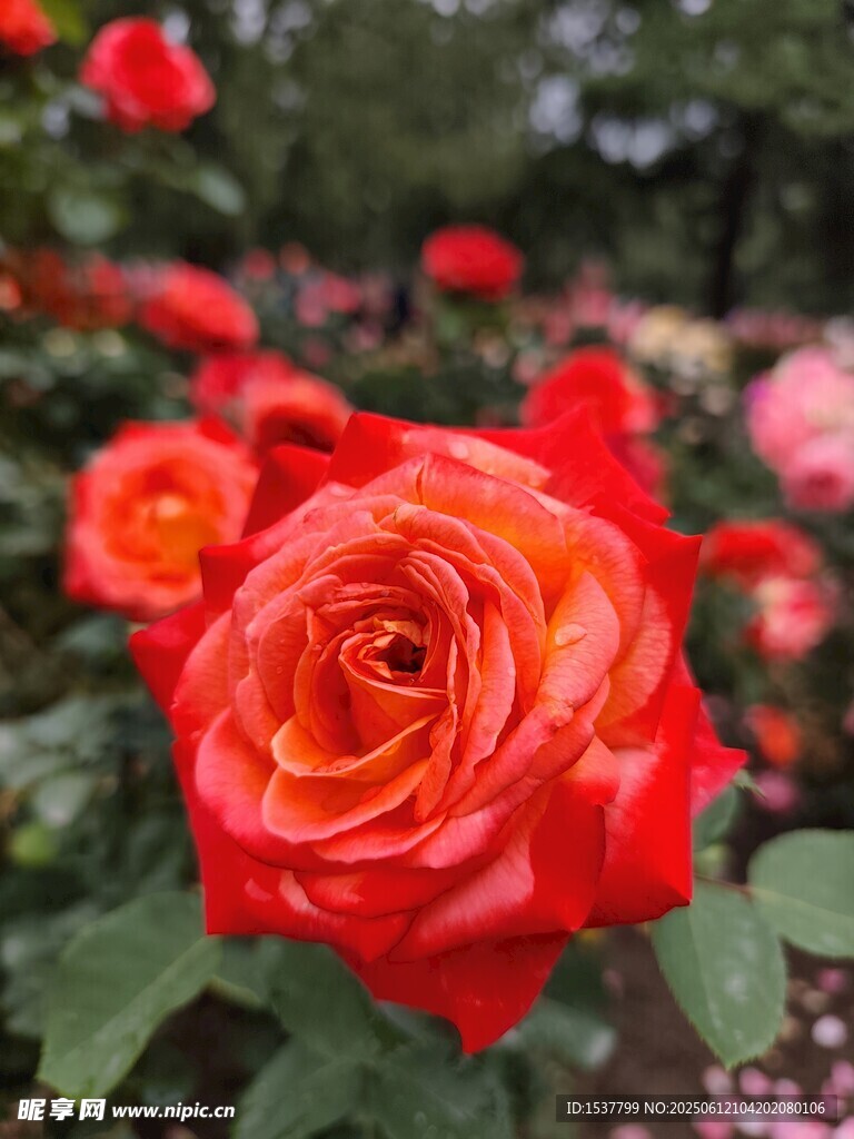 嬌艷紅玫瑰綻放