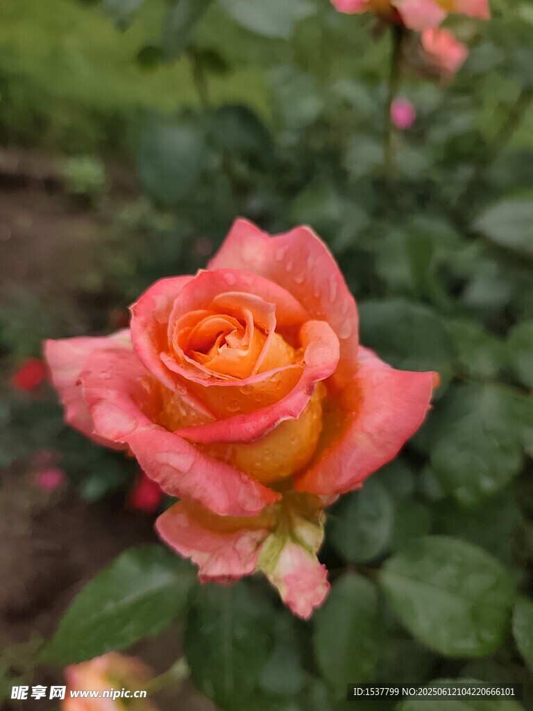 嬌艷欲滴的粉色玫瑰花